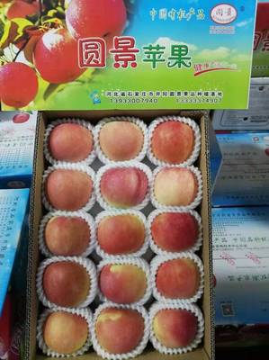 金秋采摘正當時，井陘小作“圓景”紅富士邀您共品豐收樂